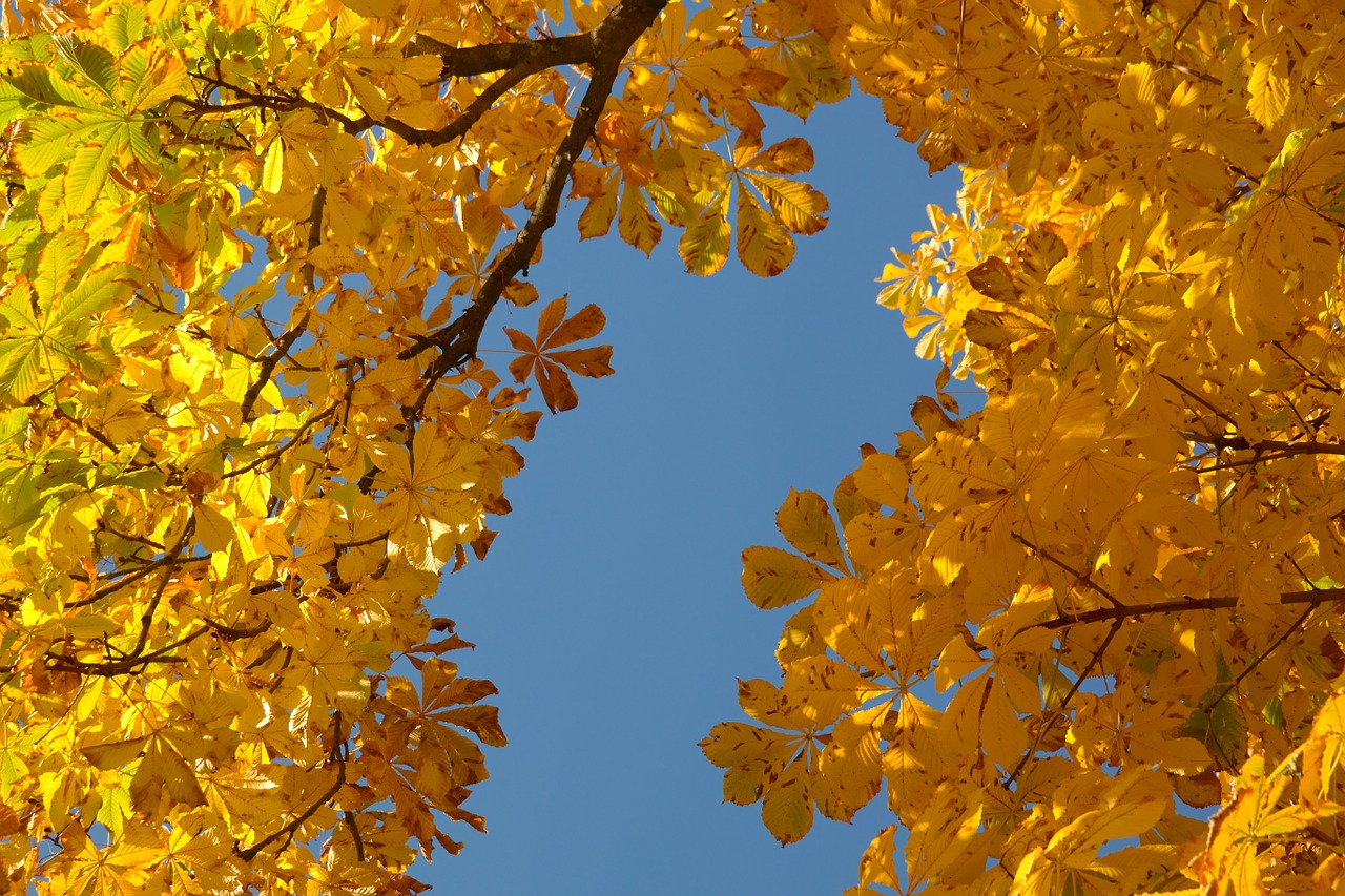 Image - chestnut leaves autumn fall color