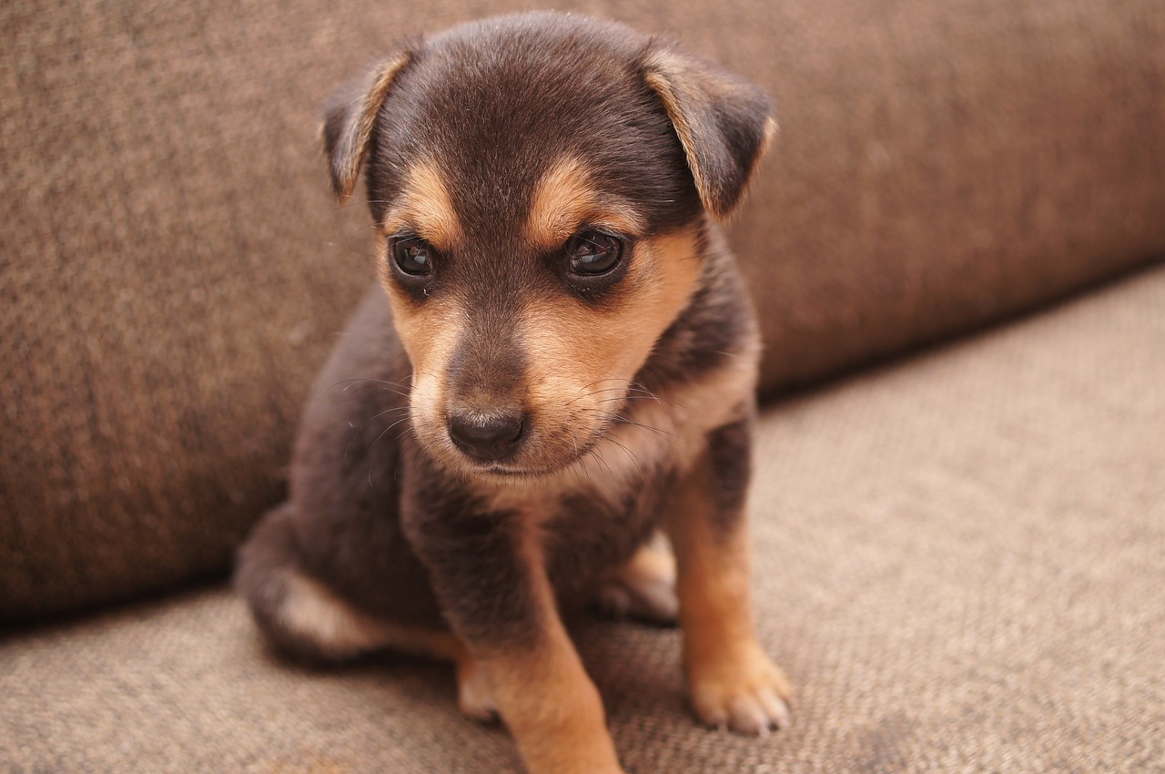 Image - dog brown puppy animal