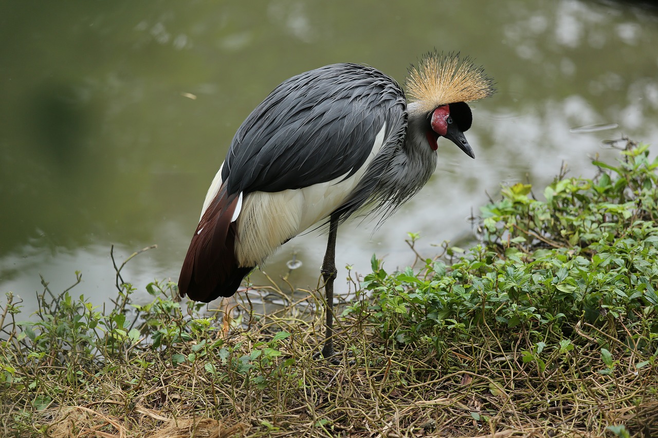 Image - bird crane pet