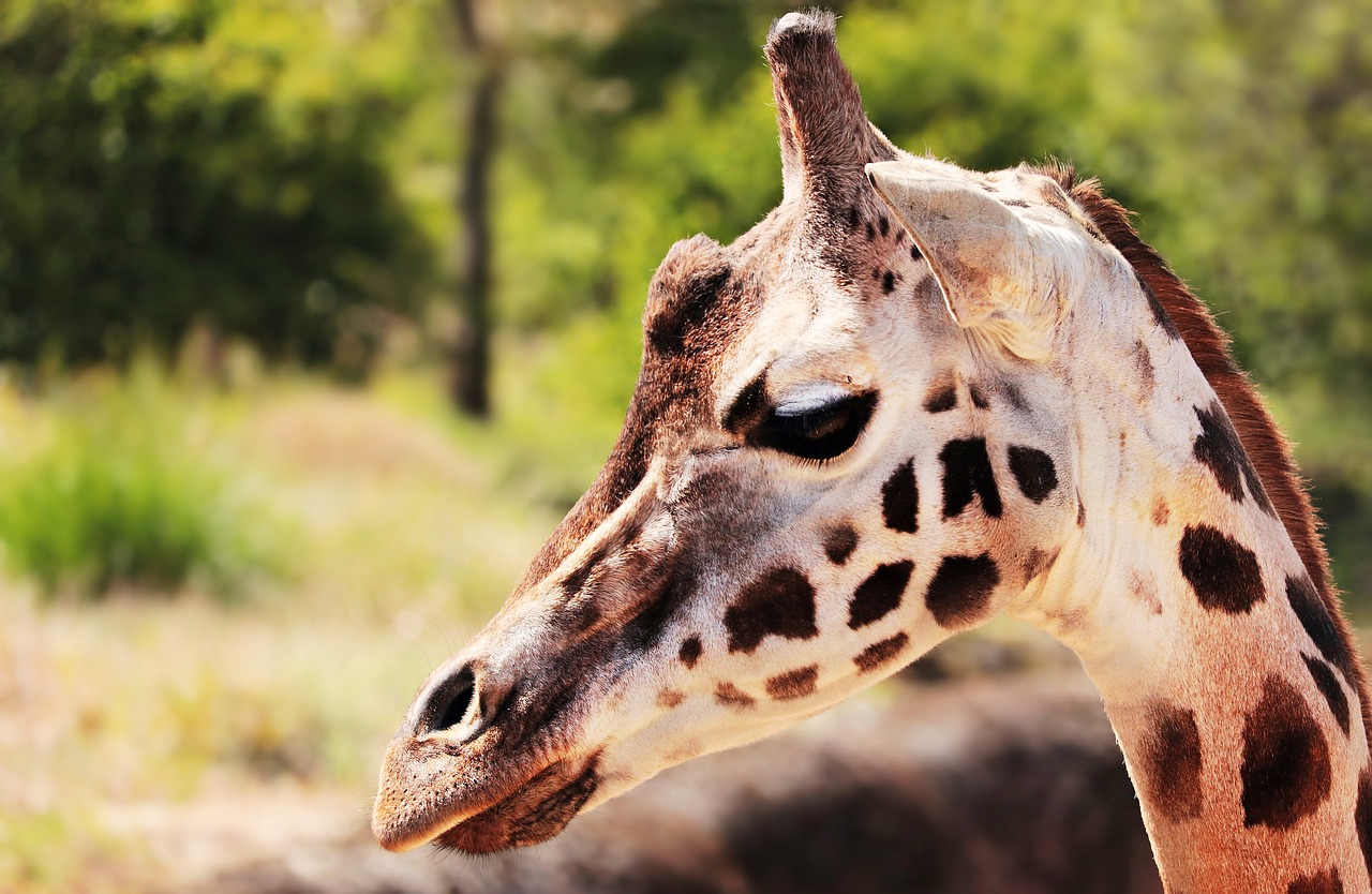 Image - giraffe animal mammal spotted zoo