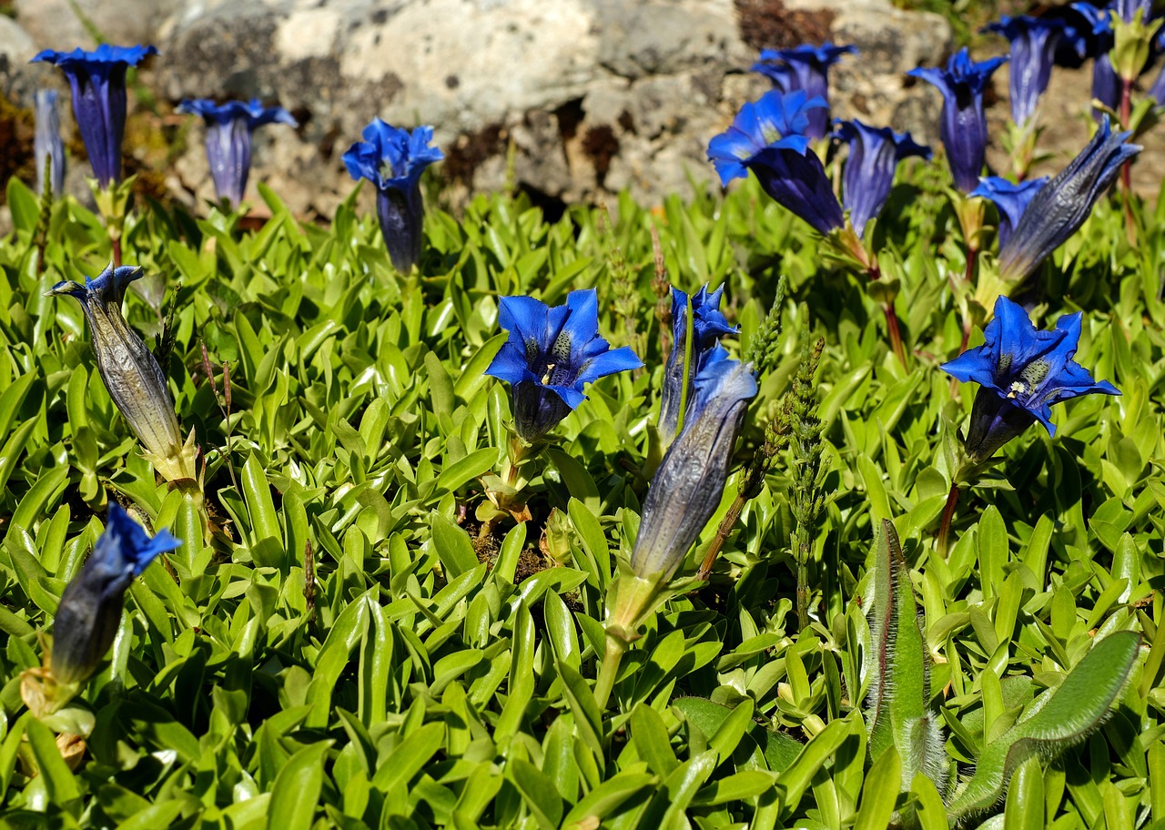 Image - gentian flowers bloom blue