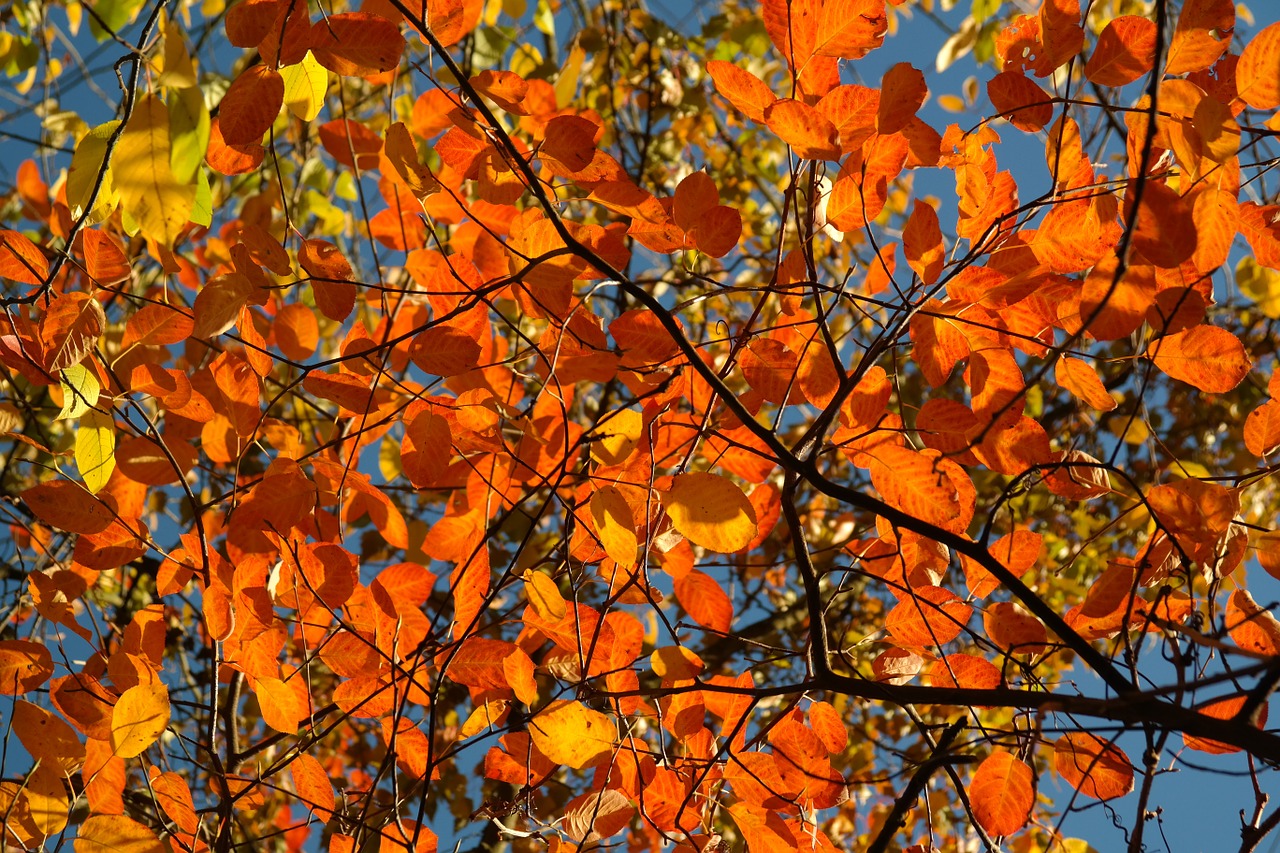 Image - leaves autumn amelanchier orange