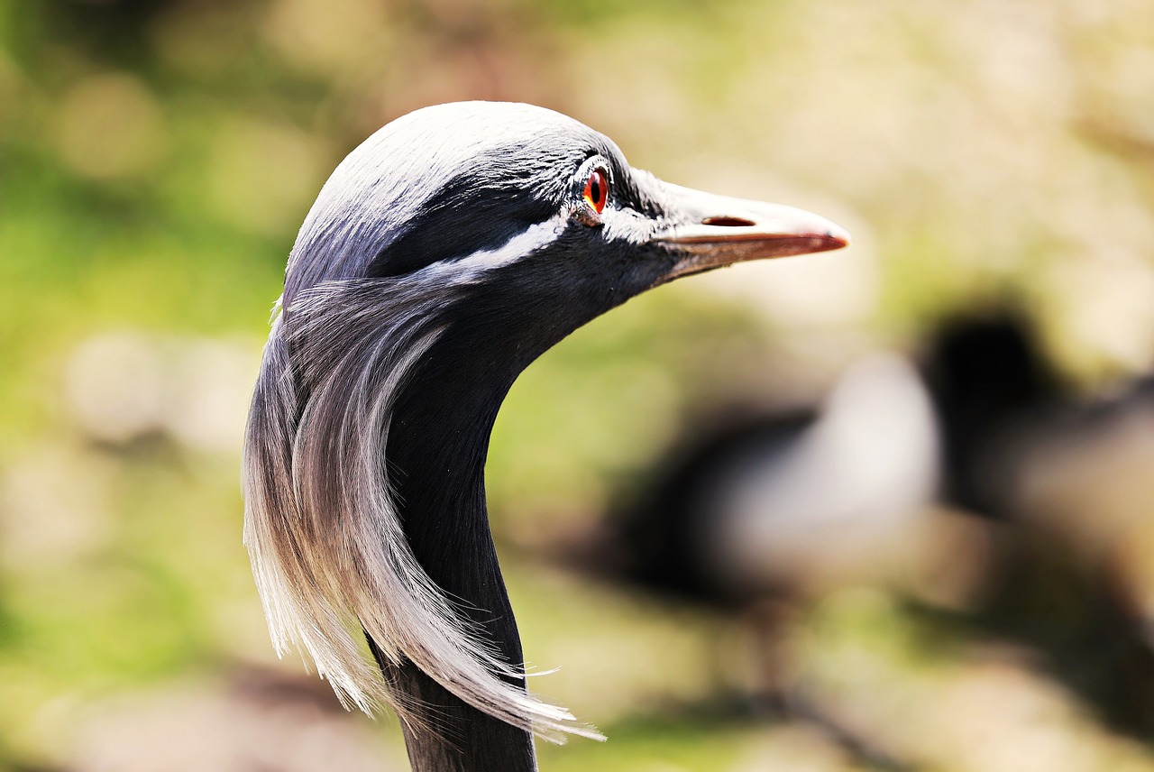 Image - heron bird nature grey heron