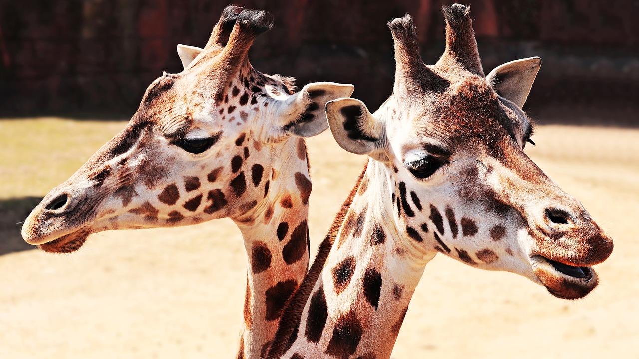 Image - giraffes animal mammal spotted zoo