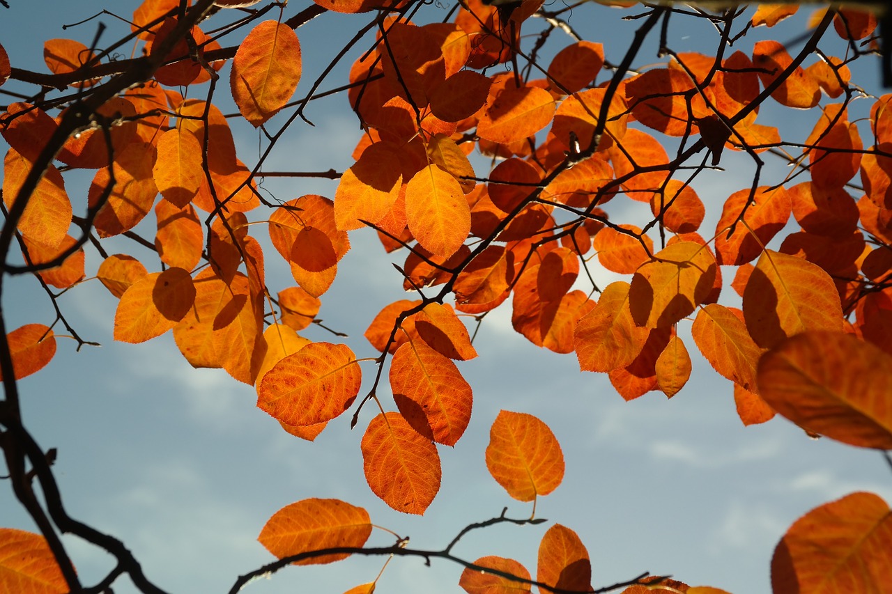 Image - amelanchier leaves autumn orange