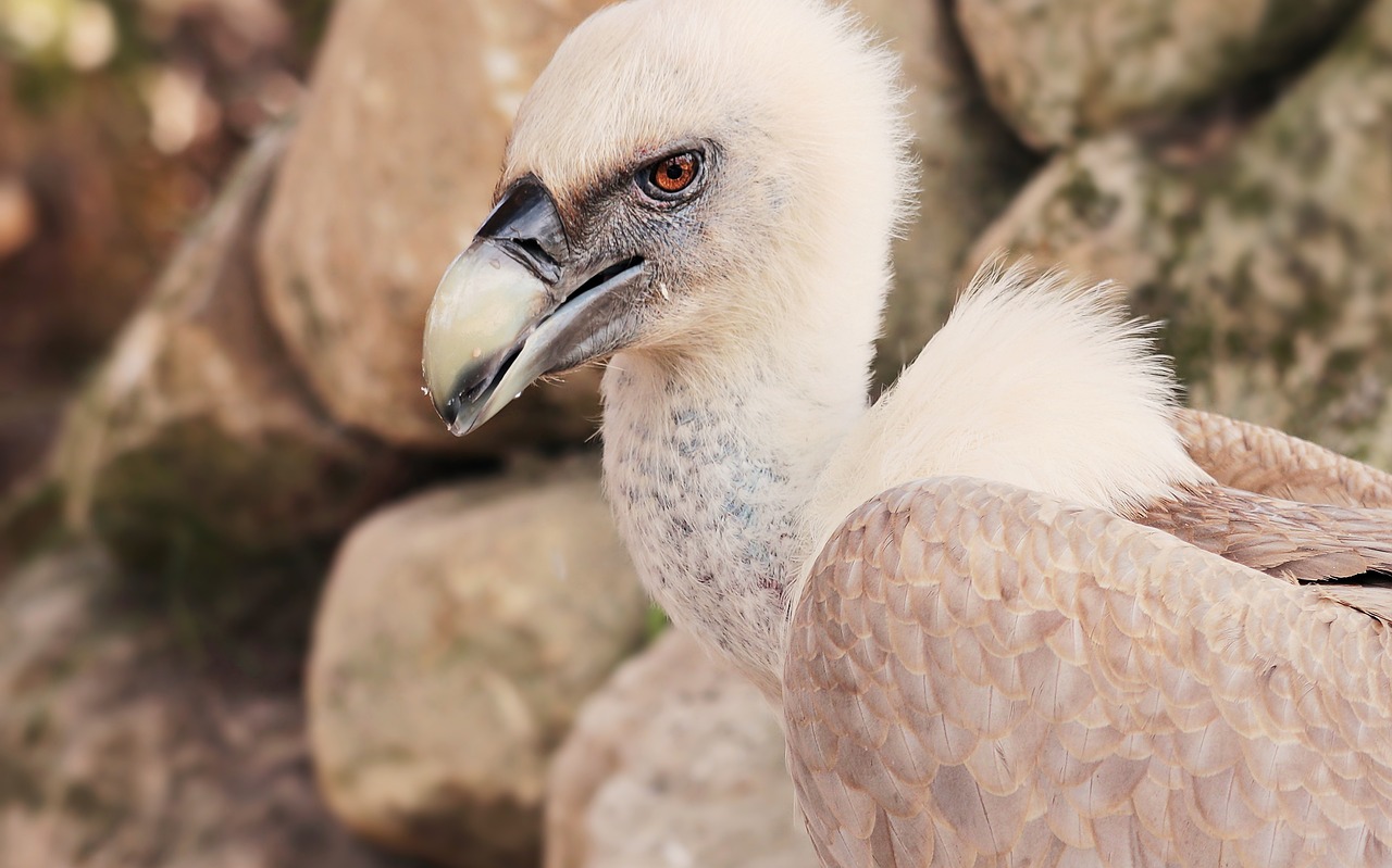 Image - vulture bird scavengers raptor