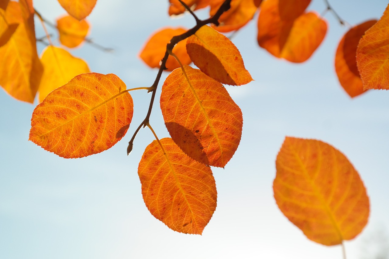 Image - leaves autumn orange red blood red