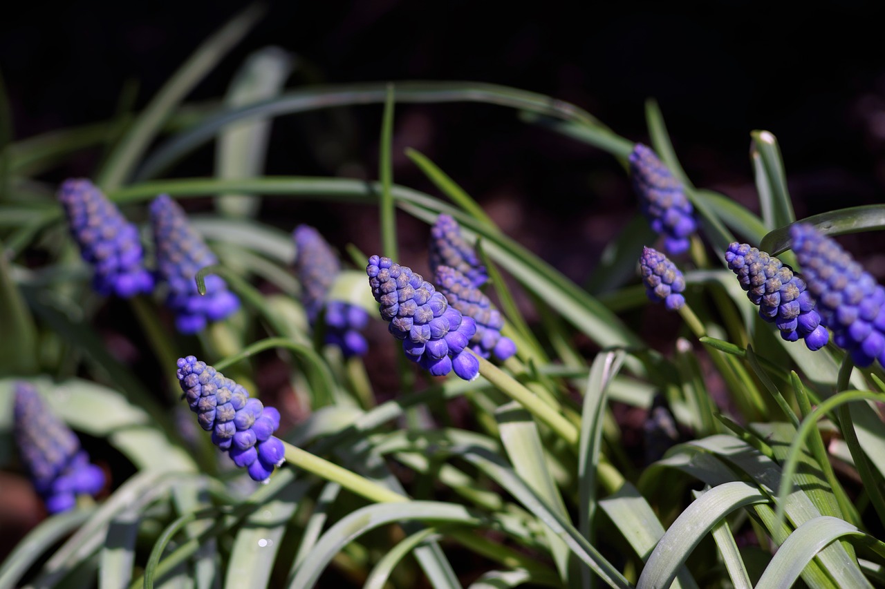 Image - grape hyacinths flowers blue