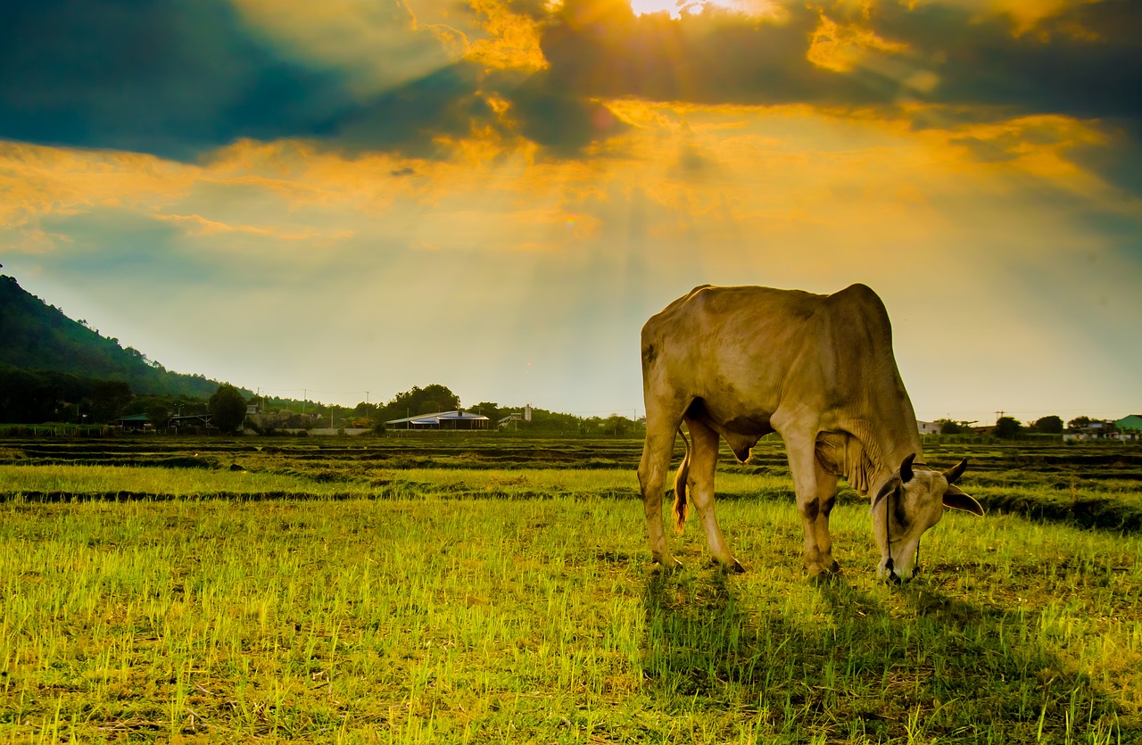 Image - cow animal eating grass field