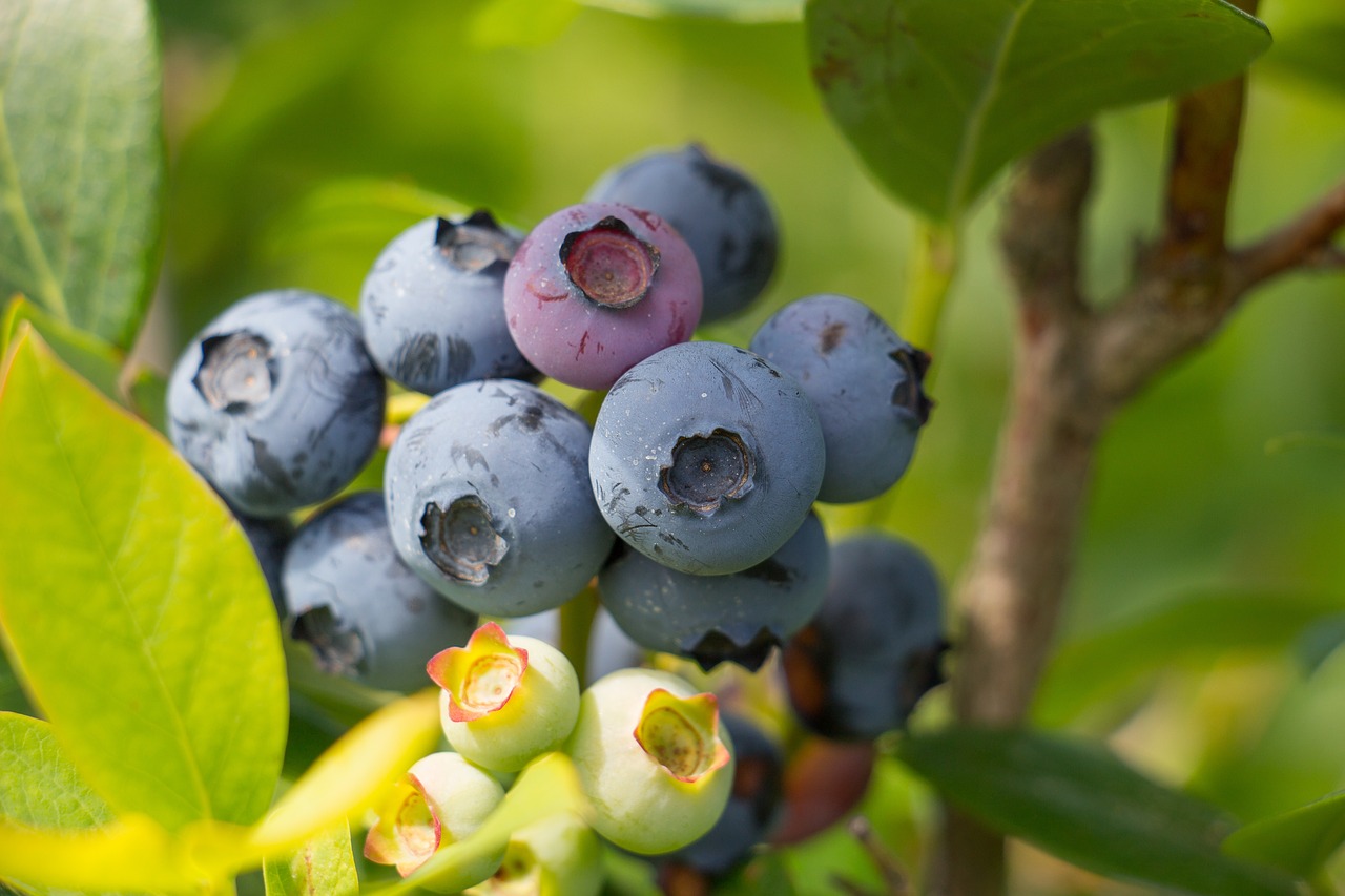 Image - blueberry fruit summer berry