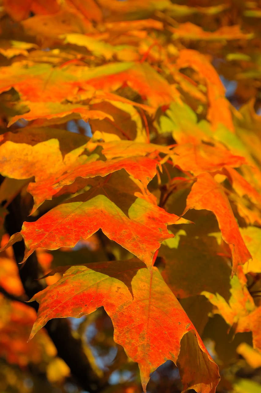 Image - leaves canopy autumn fall color