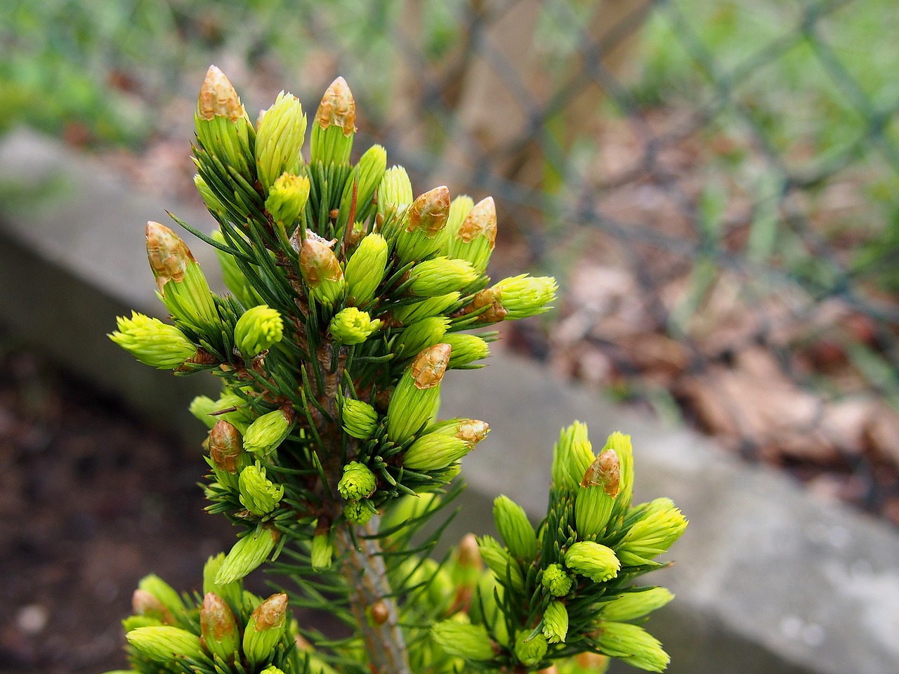 Image - spring blooms larch nature tree