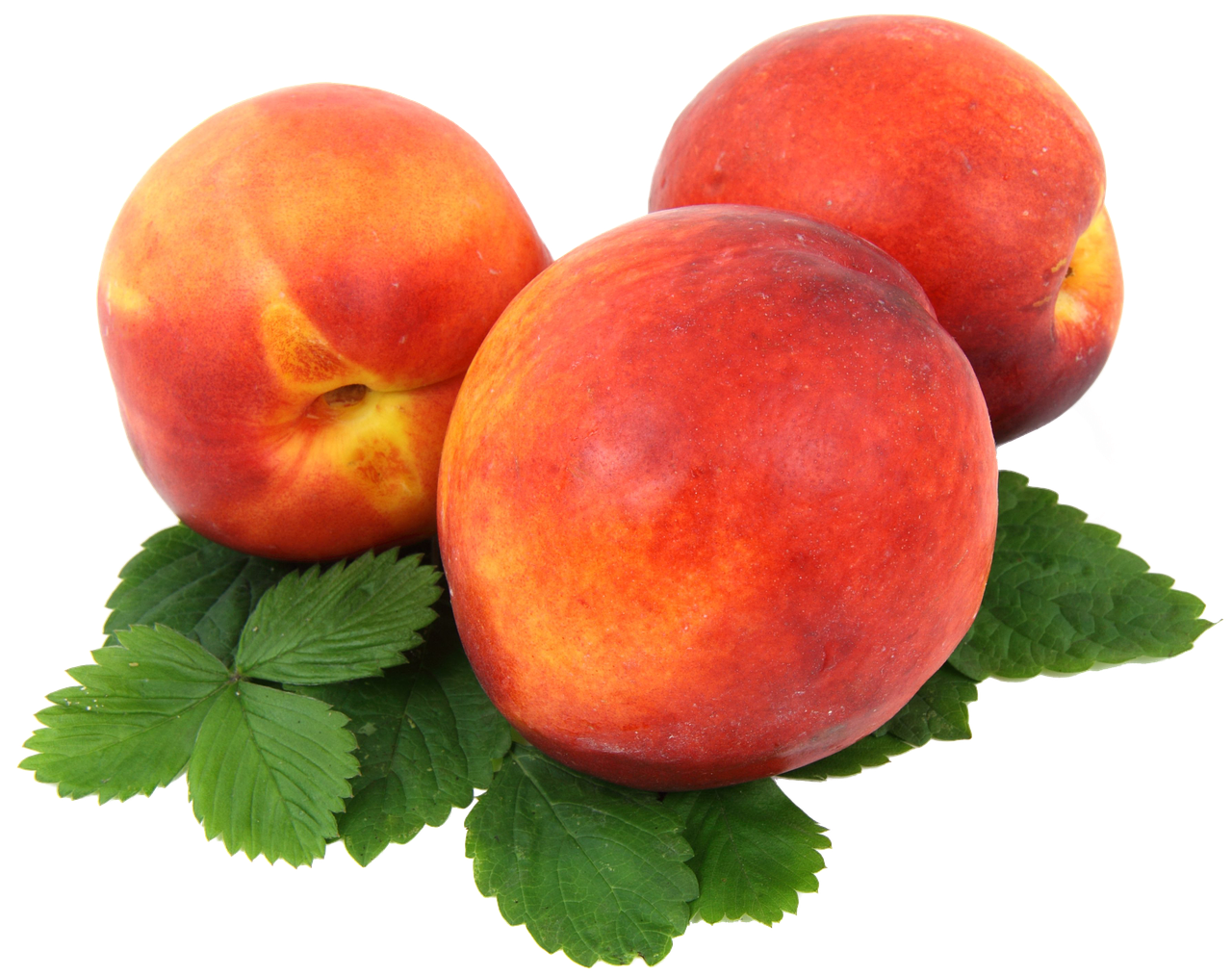 Image - nectarines isolated nature fruit