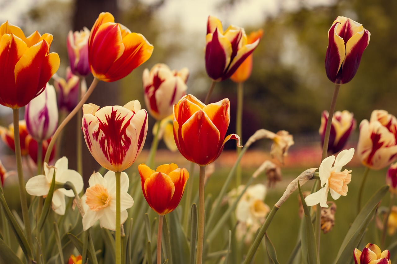 Image - tulips red vintage flowers spring