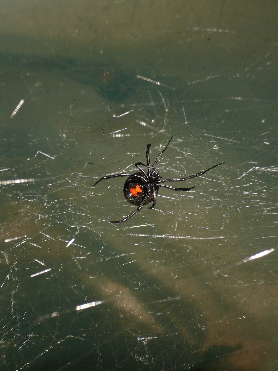 Image - spider black widow venomous