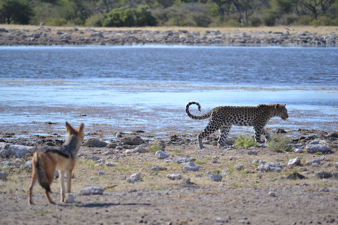 Image - leopard partner friends