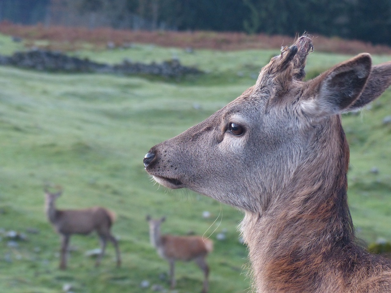 Image - roe deer kitz wild nature forest