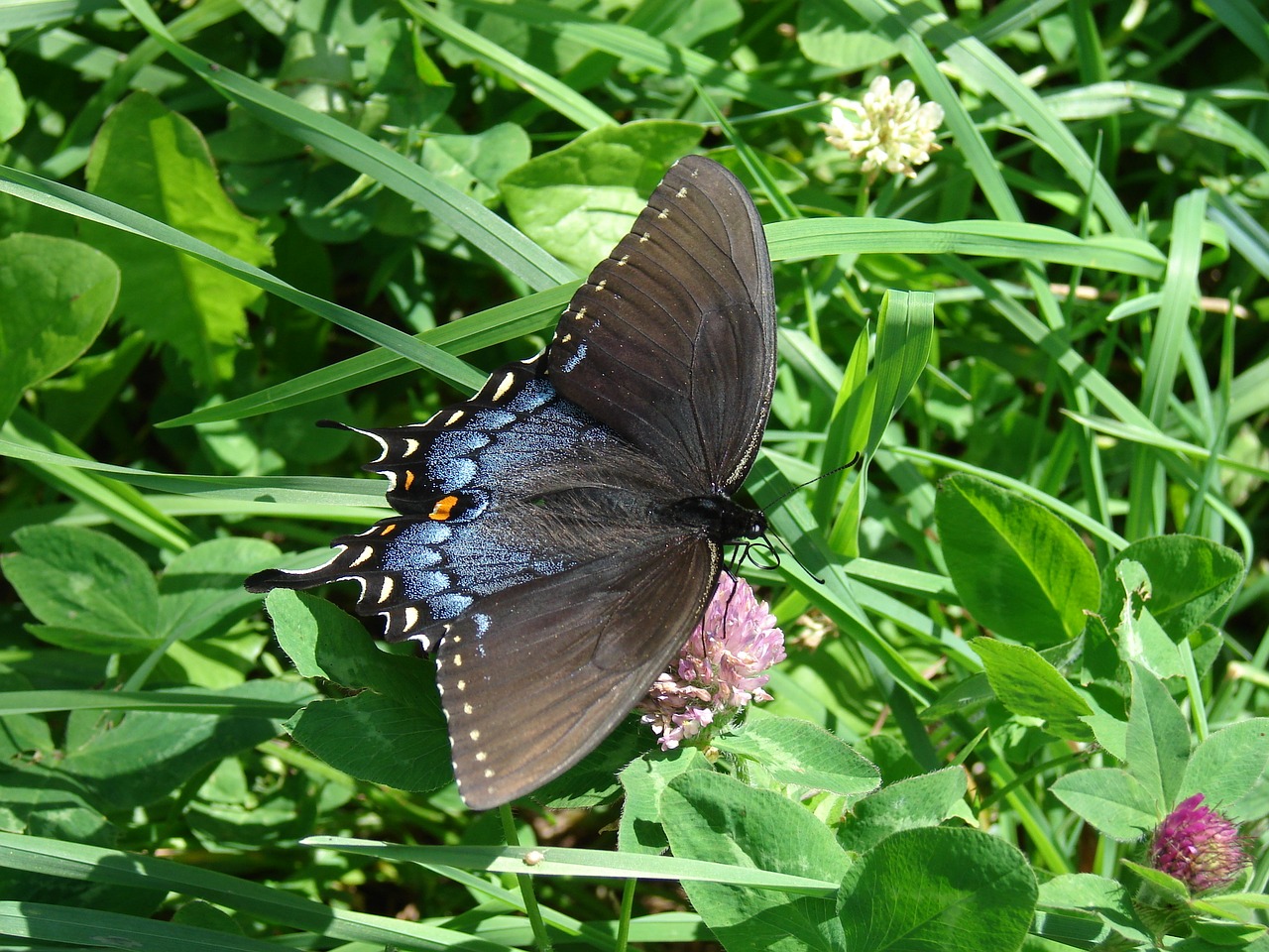 Image - butterfly earth day nature meadow