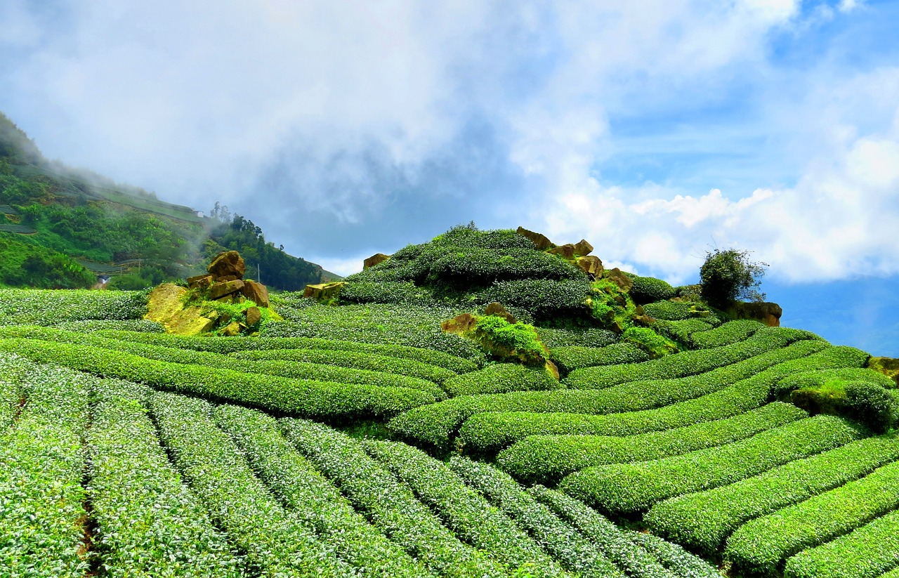 Image - tea hillside sky tea garden green