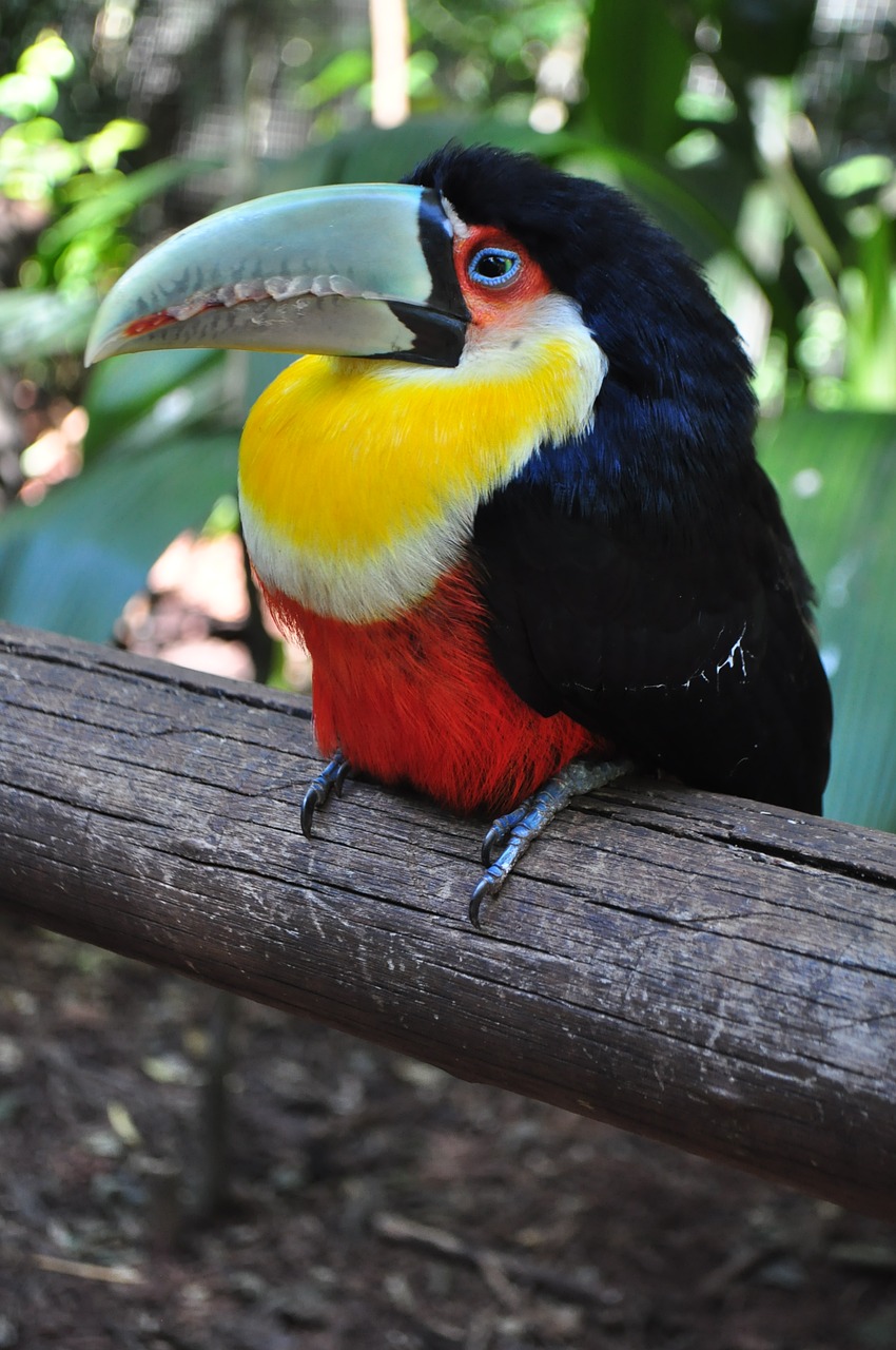 Image - birds tucano brazil bird nature