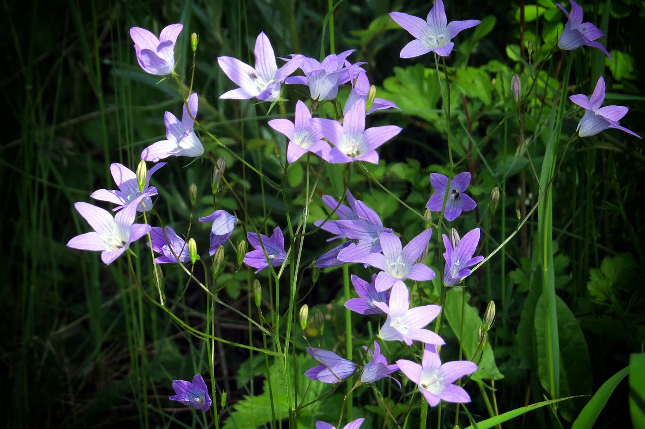 Image - flower bellflower meadow