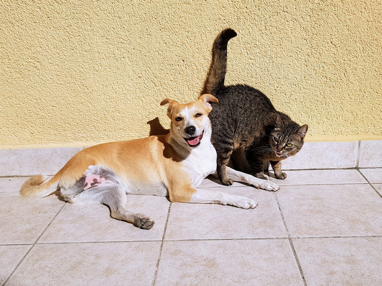 Image - pets cat dog friendship animals