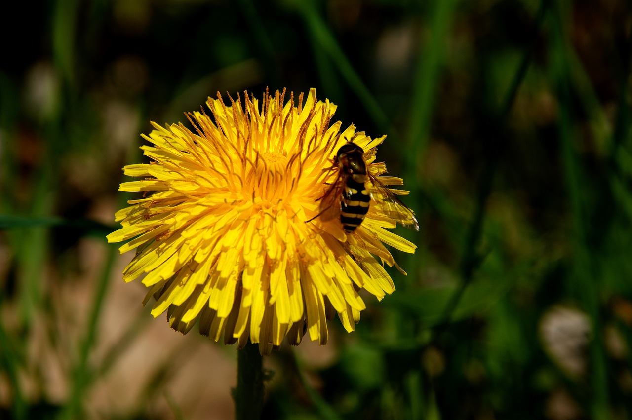 Image - dandelion bee honey bee close