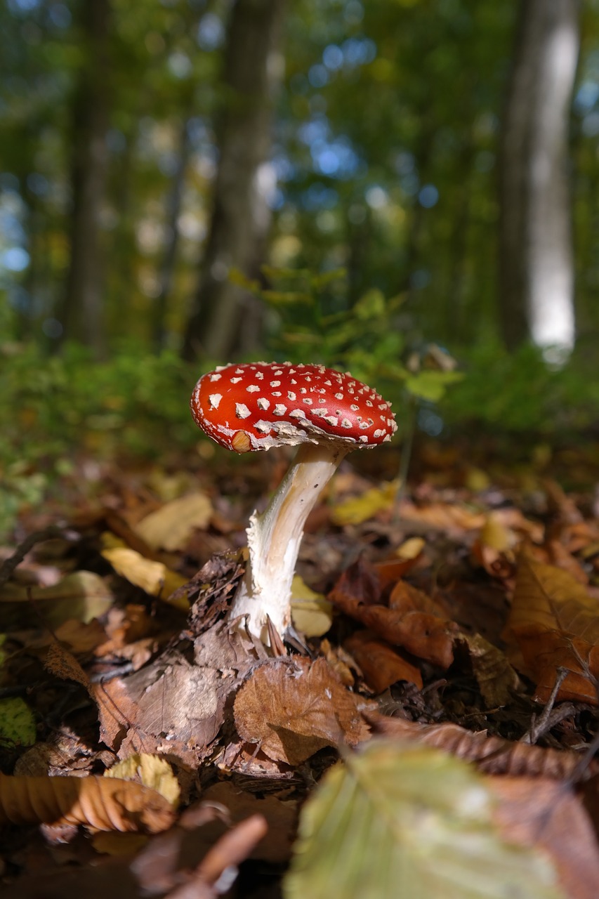 Image - fly agaric mushroom red
