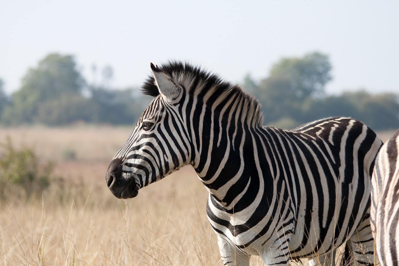 Image - zebra animal mammal wildlife game