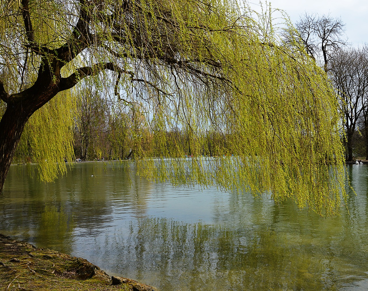 Image - hängeweide lake spring nature