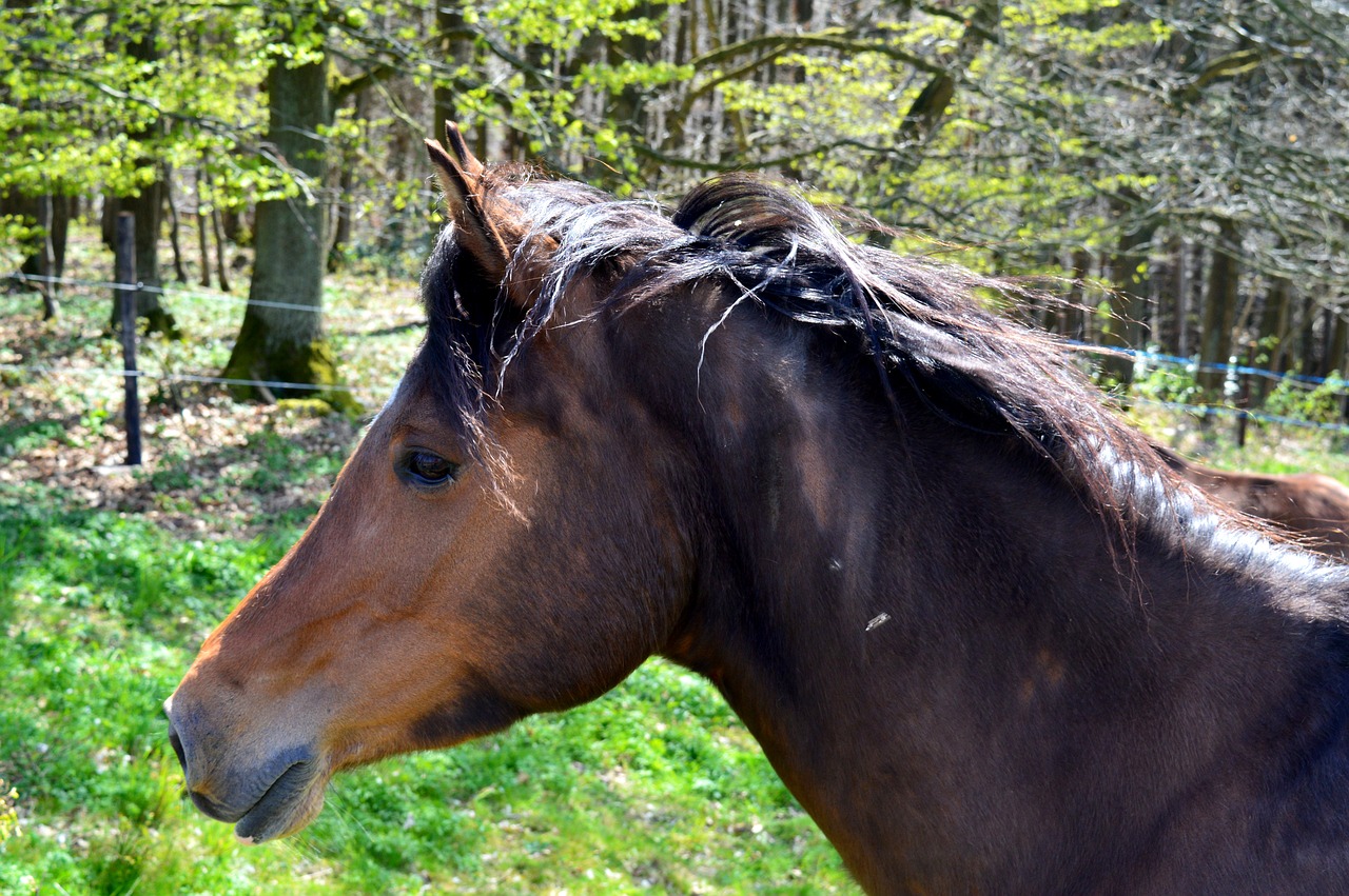 Image - horse equus caballus ungulate mane