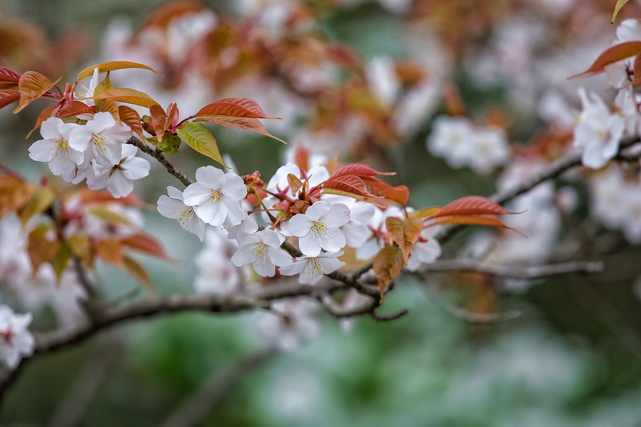 Image - flowers prunus jamasakura april