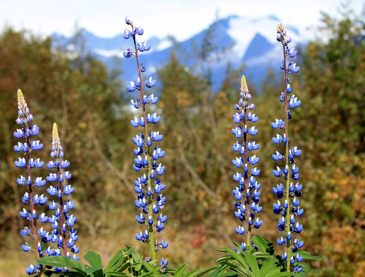 Image - mendenhall flowers purple alaska