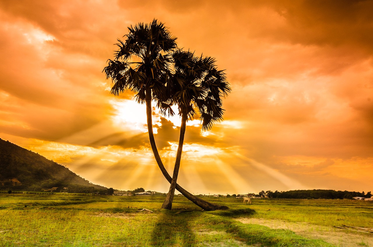 Image - tree thot sunset beauty vietnam