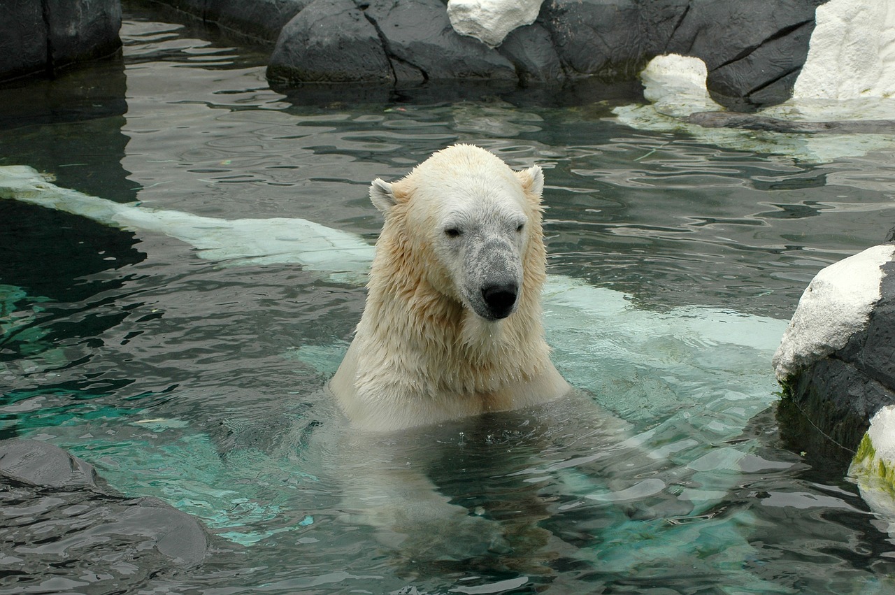 Image - polar bear san diego zoo zoo