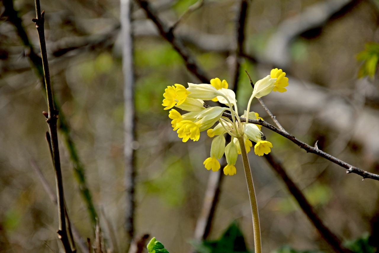 Image - cowslip spring forest primrose