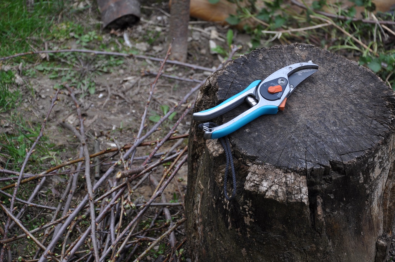 Image - pruning shearing scissors gardening