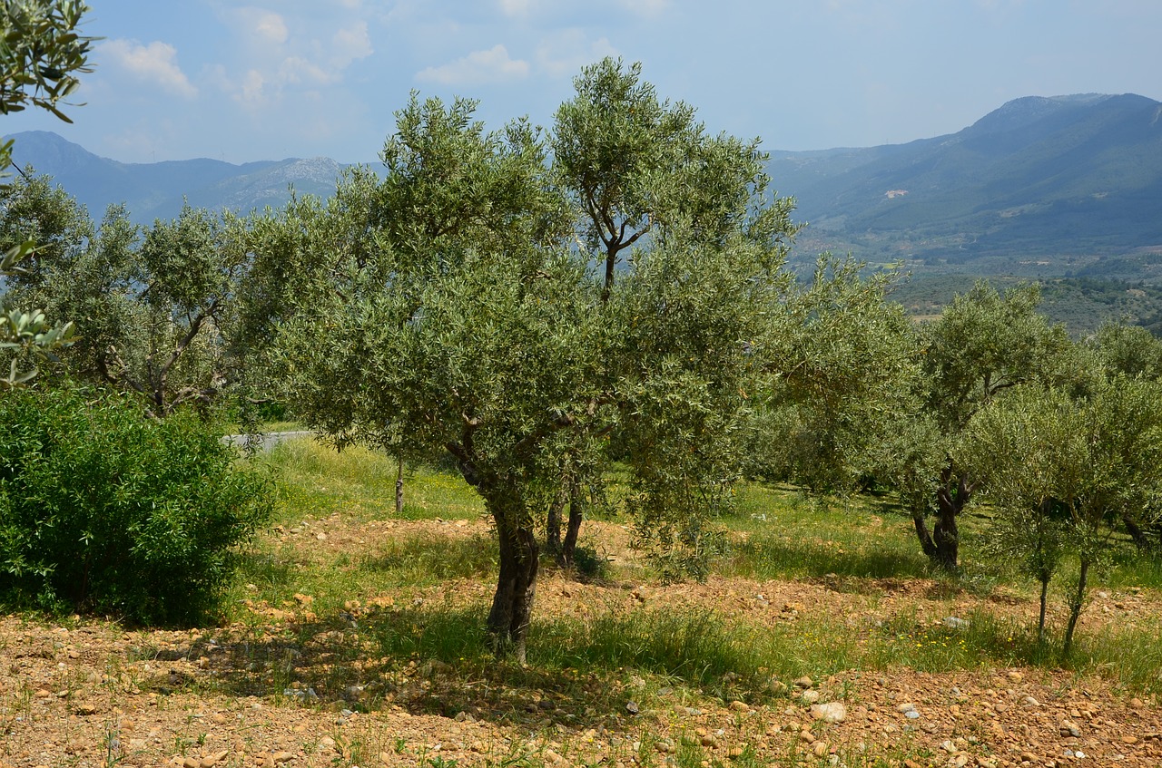 Image - olives olive tree olive magazine