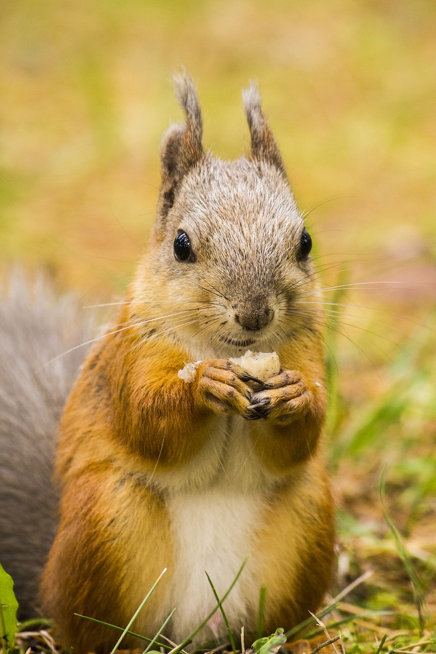 Image - squirrel close animals cute