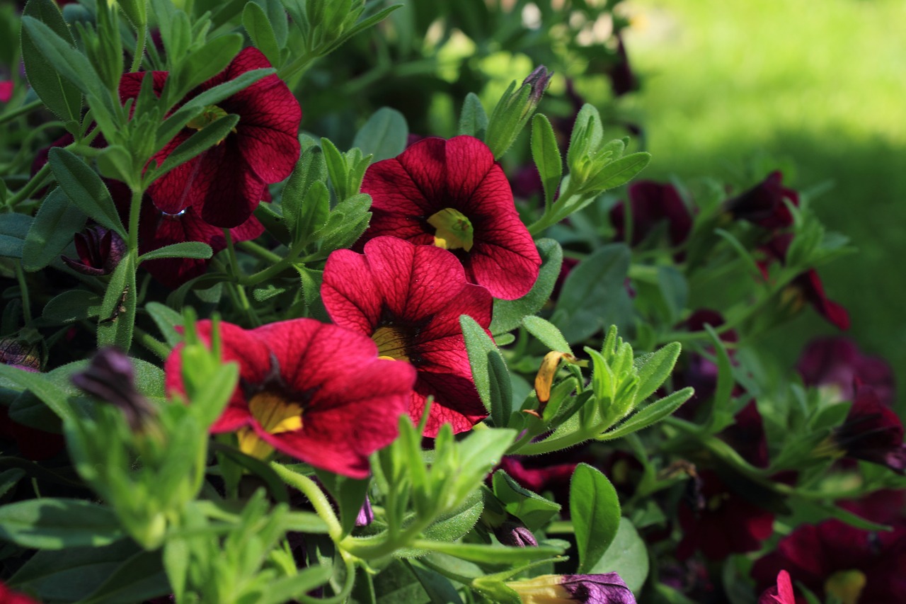 Image - petunia flower summer bloom