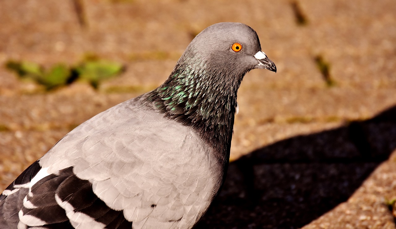 Image - city pigeon foraging dove bird