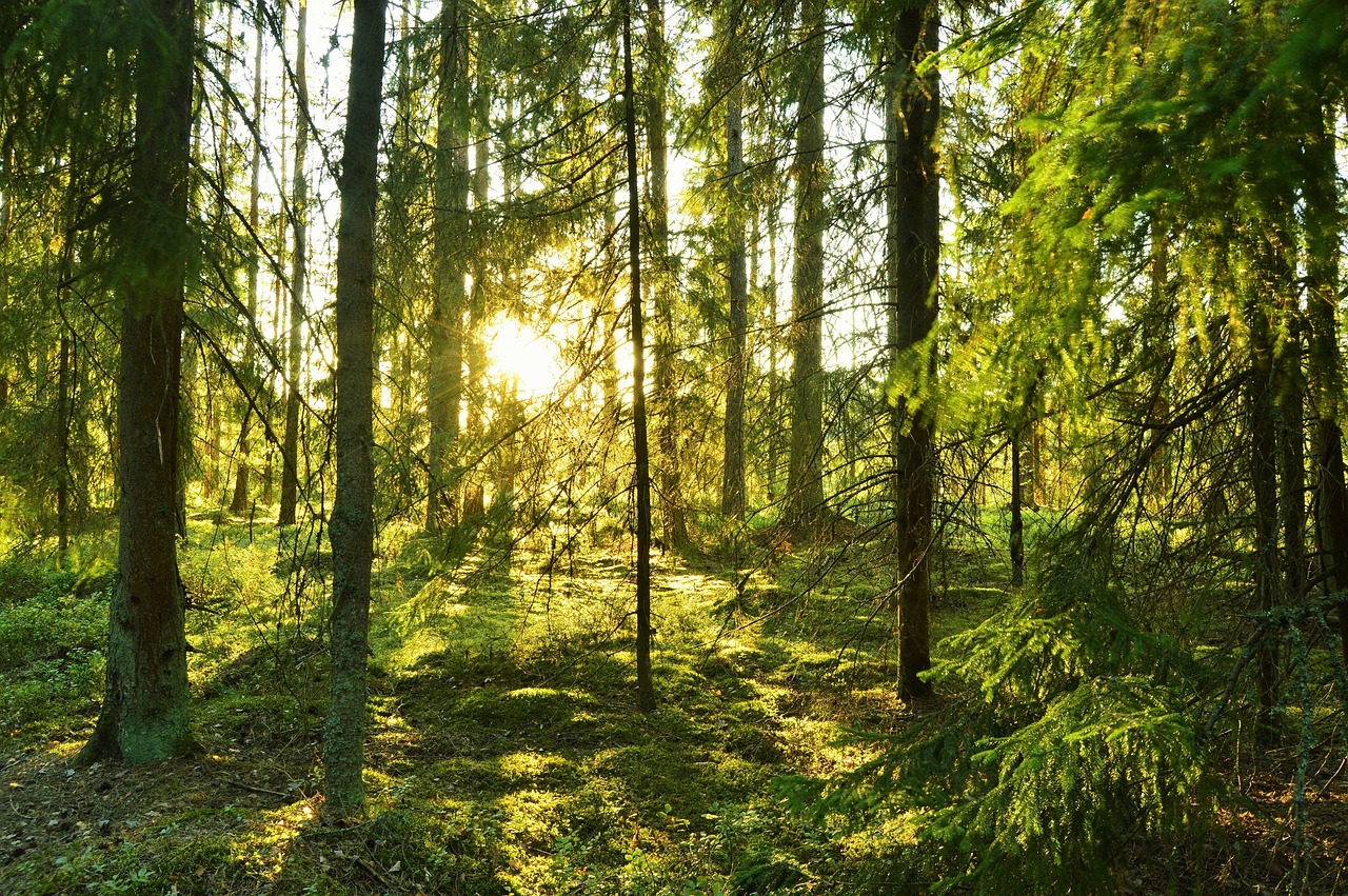 Image - solar sunlight sunny summer forest