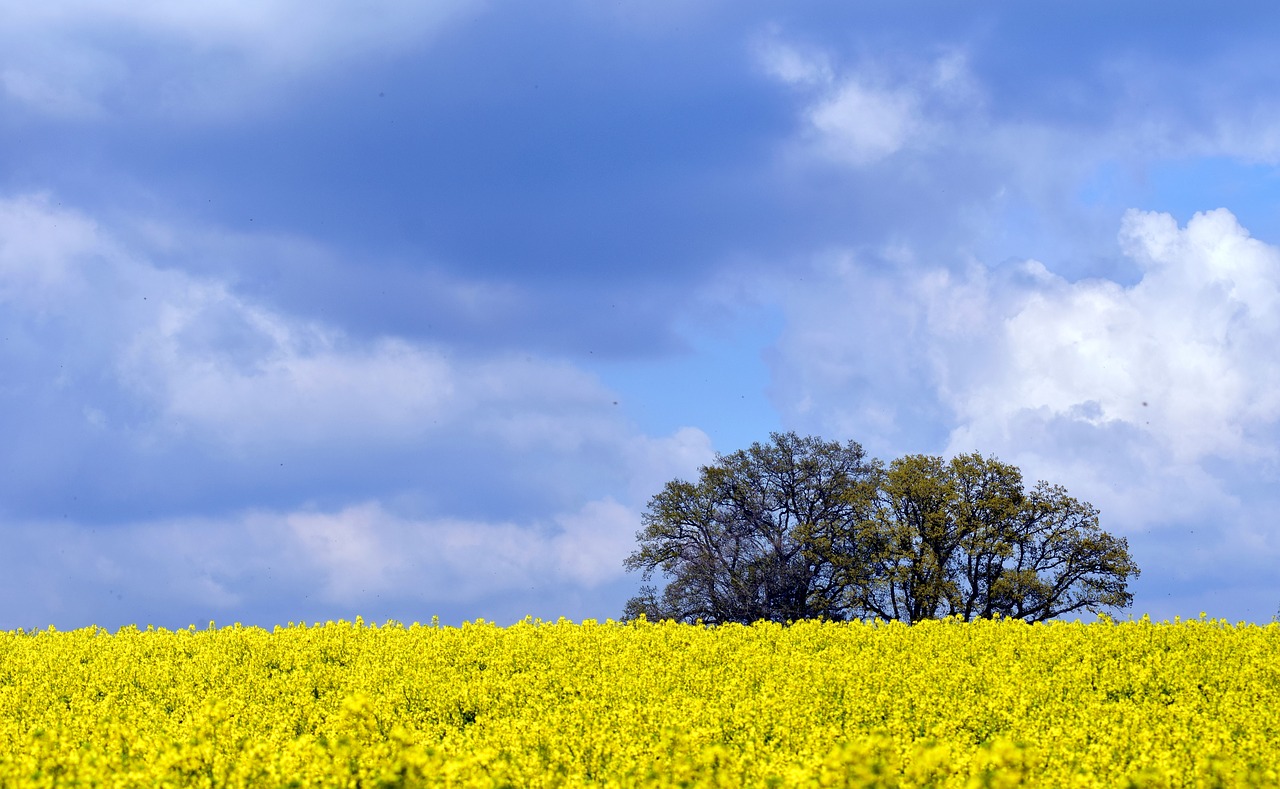 Image - oilseed rape field of rapeseeds sky