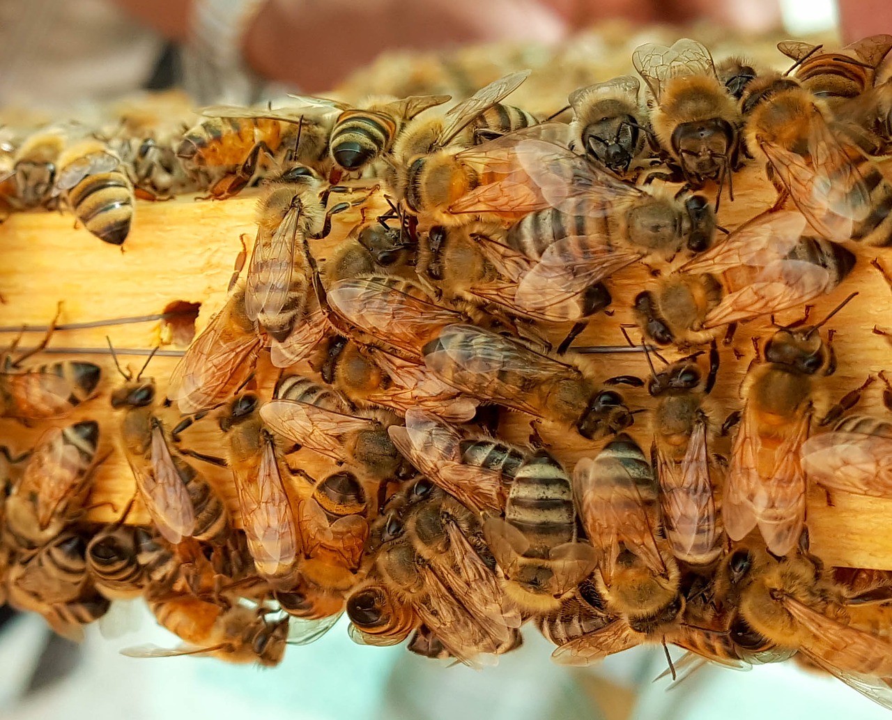 Image - bee bees honey honeybees wax hive