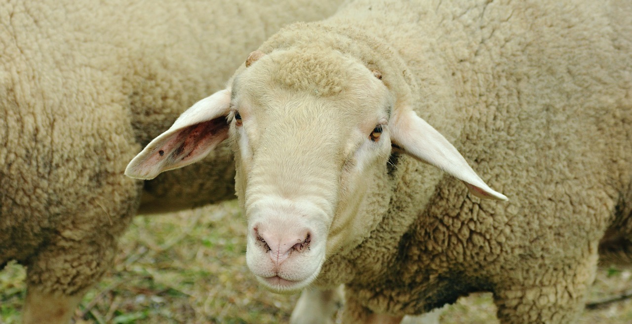 Image - sheep livestock white sheep pasture