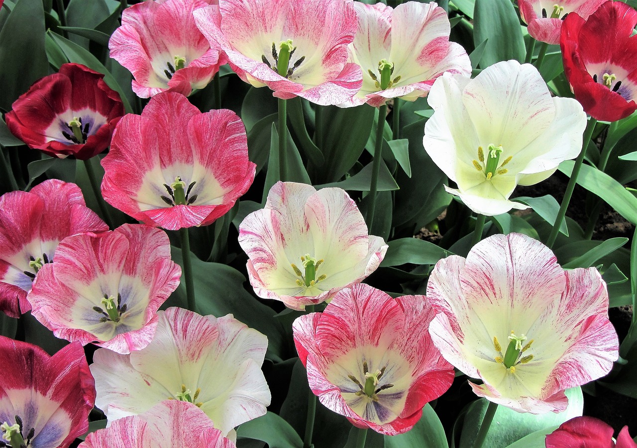 Image - tulip tulips pink tulip pink bulbs