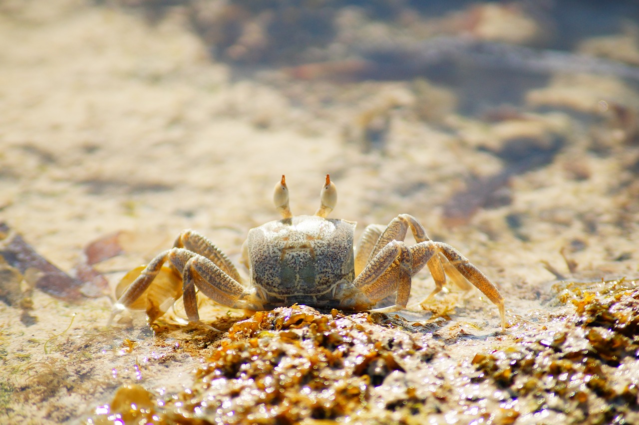 Image - marine life sea ocean nature