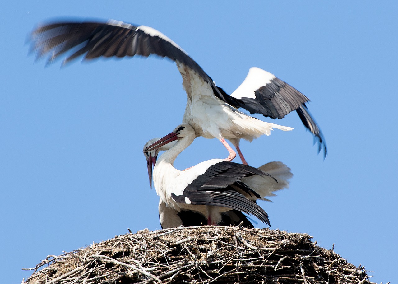 Image - stork may spring nature animals