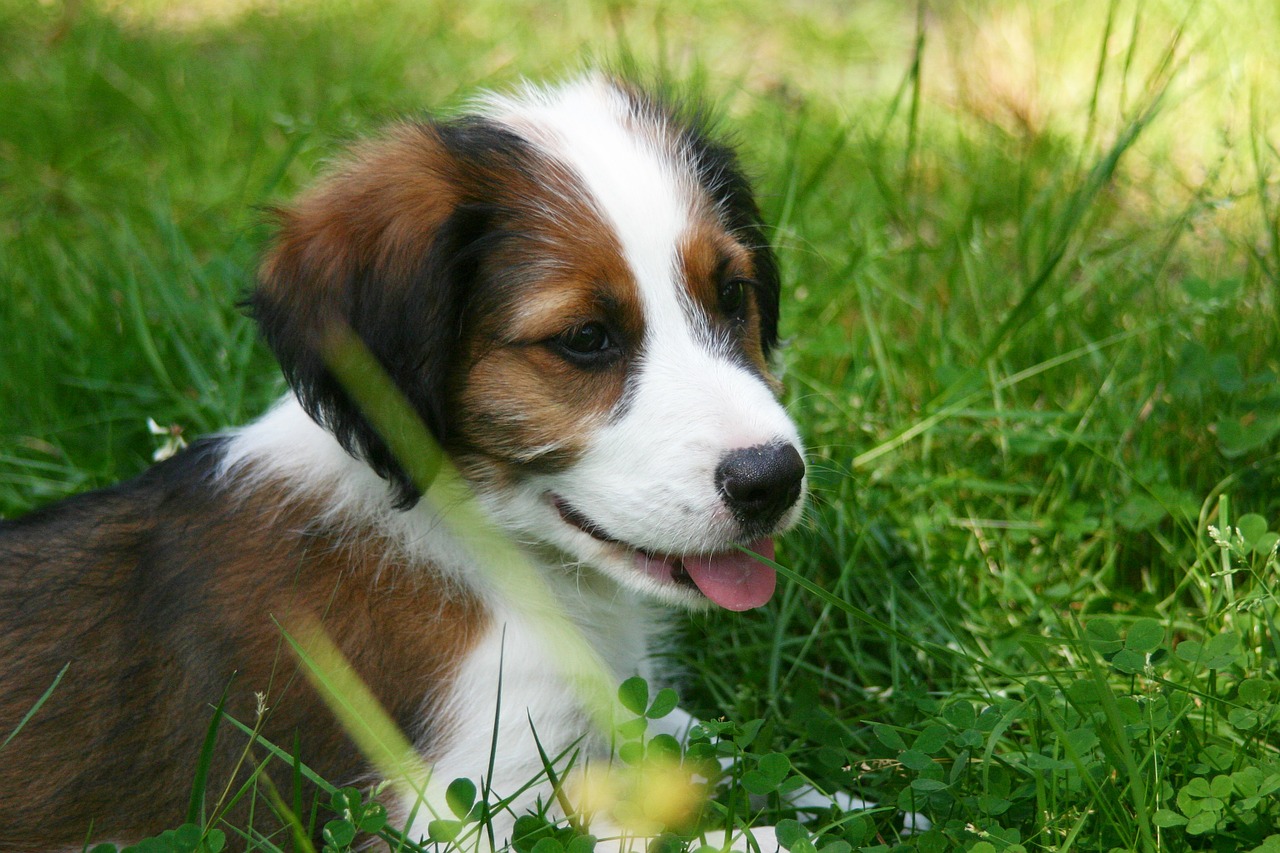 Image - puppy dog pet animal meadow head