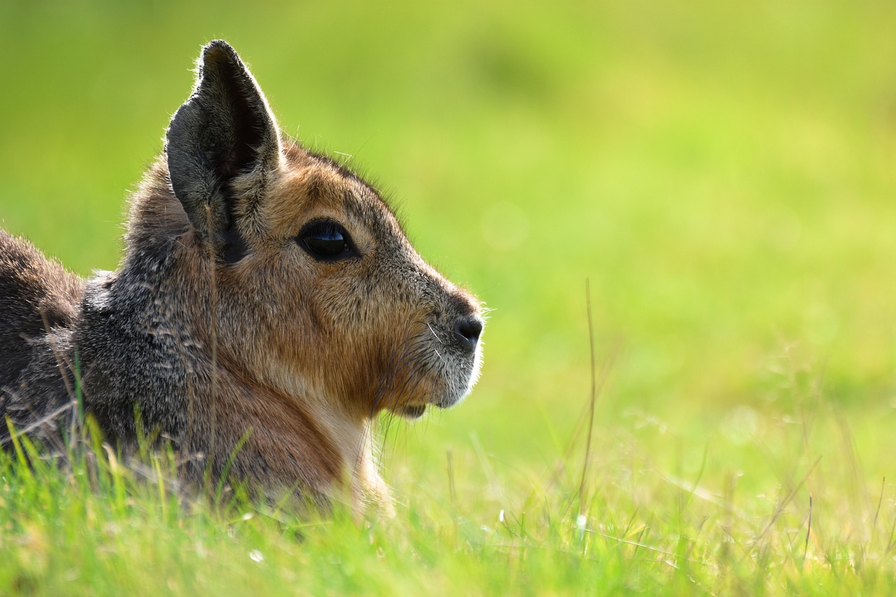 Image - hare animal green grass nature
